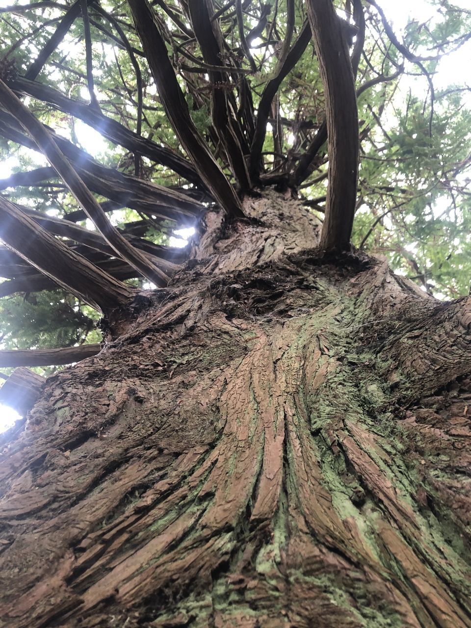 LOW ANGLE VIEW OF TREE TRUNKS