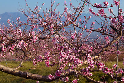 Pink cherry blossoms in spring