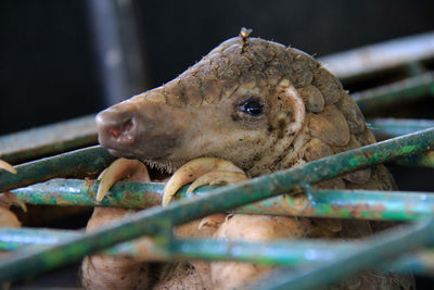 101 smuggled pangolins were secured at the riau natural resources conservation agency.