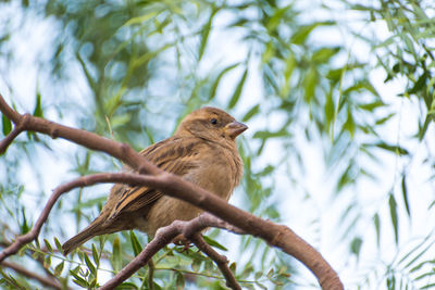 Low angle view of sparrow perching on plant
