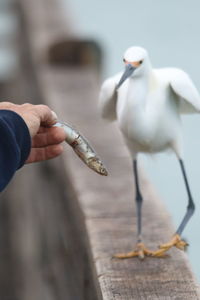 Cropped hand of person feeding fish to crane