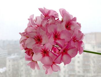 Close-up of pink flowering plant against sky