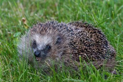 Close-up of an animal on grass