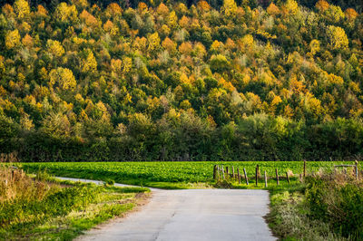 Road amidst trees on field