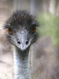 Close-up portrait of a bird