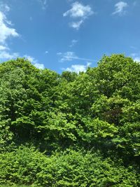 Low angle view of trees against sky