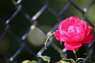 Close-up of pink rose