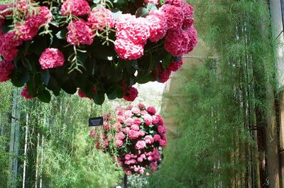 Close-up of pink flowers