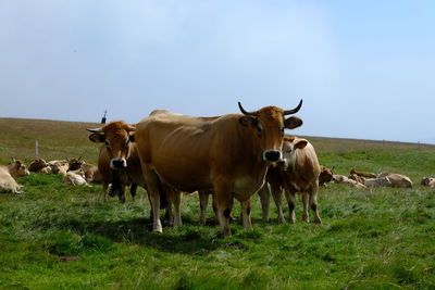 Cows on field