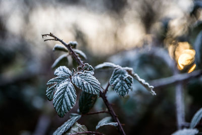 Close-up of frozen leaves on plant during winter