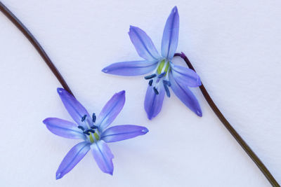 Close-up of purple flower against white background