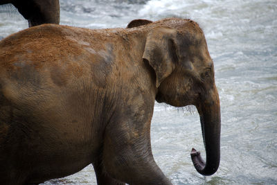 Young elephant walking through the river. pinnawala elephant orphanage sri lanka
