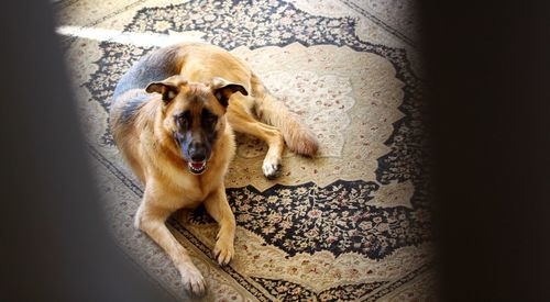 High angle portrait of dog sitting