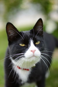 Black and white cat  head