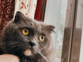 Close-up portrait of cat by window