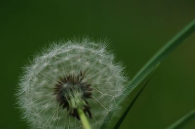 Close-up of dandelion against blurred background