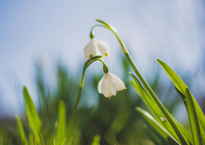 Close-up of white flower