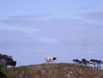 Cows on landscape against sky