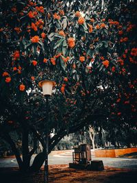 Illuminated street light by trees and plants during autumn