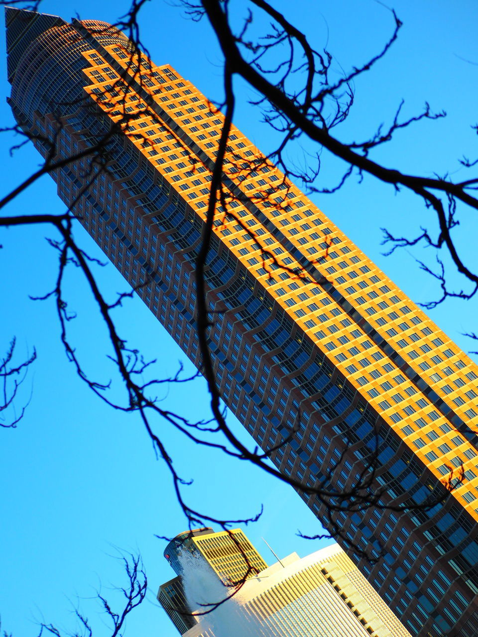 LOW ANGLE VIEW OF TREE AND BUILDING AGAINST SKY