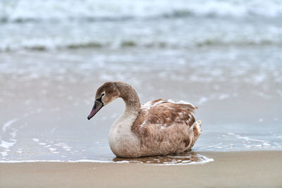 Young brown colored white swan sitting on sand by blue sea waters. swan chick with brown feathers