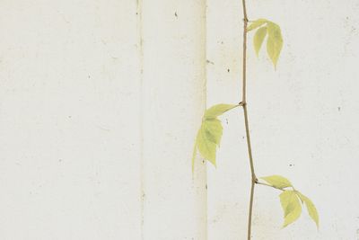 Close-up of ivy on leaves