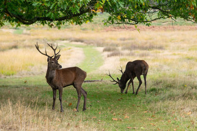 Deer in a field
