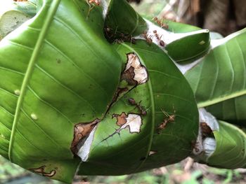 Close-up of insect on leaf