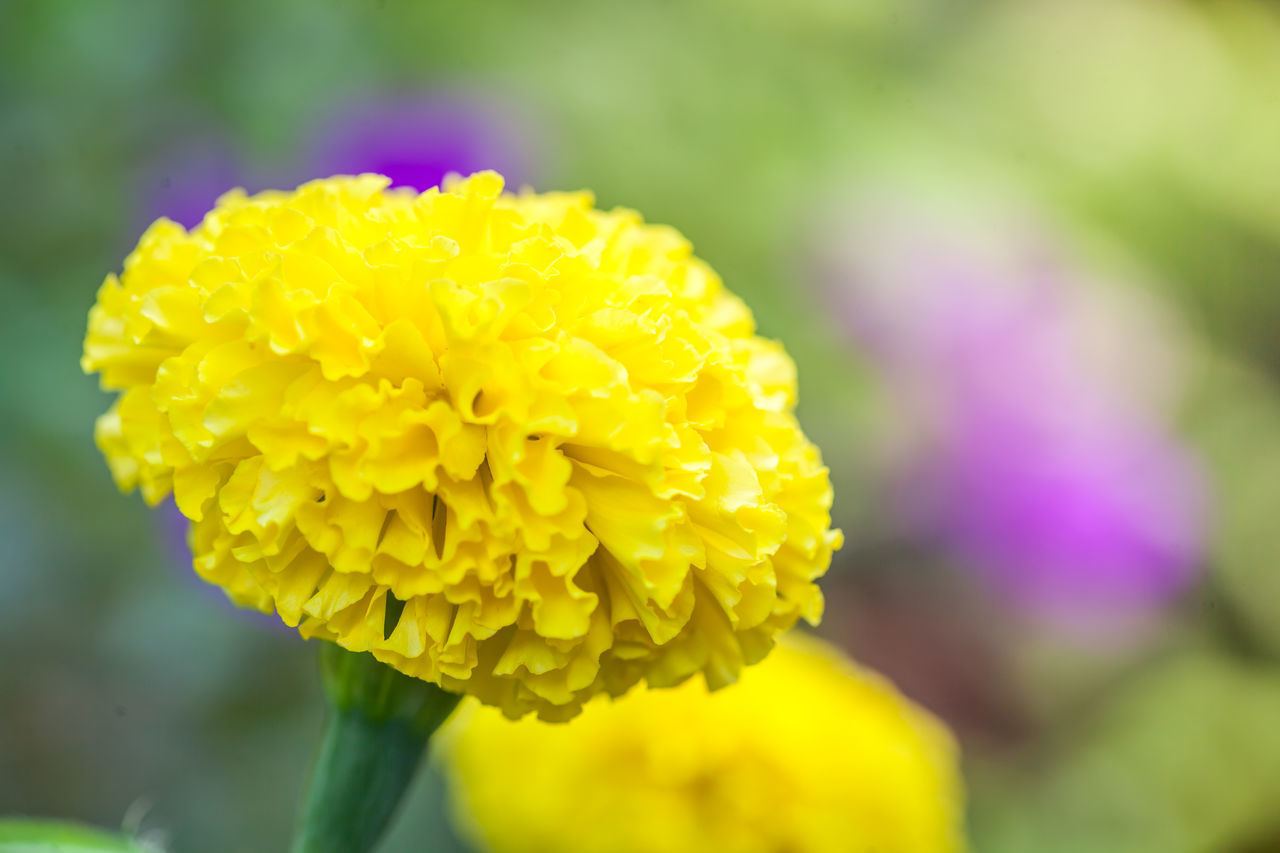 CLOSE-UP OF YELLOW MARIGOLD FLOWER