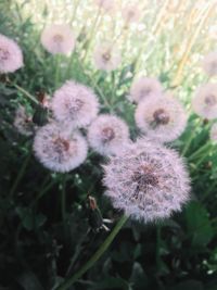 Close-up of flowers