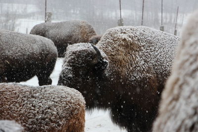 View of sheep in snow