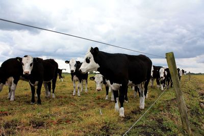 Cows grazing on field against sky