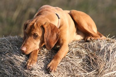 Close-up of dog outdoors