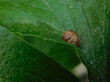 Close-up of snail on leaf