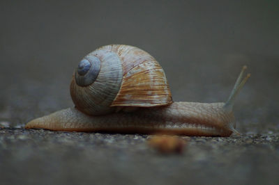 Close-up of snail