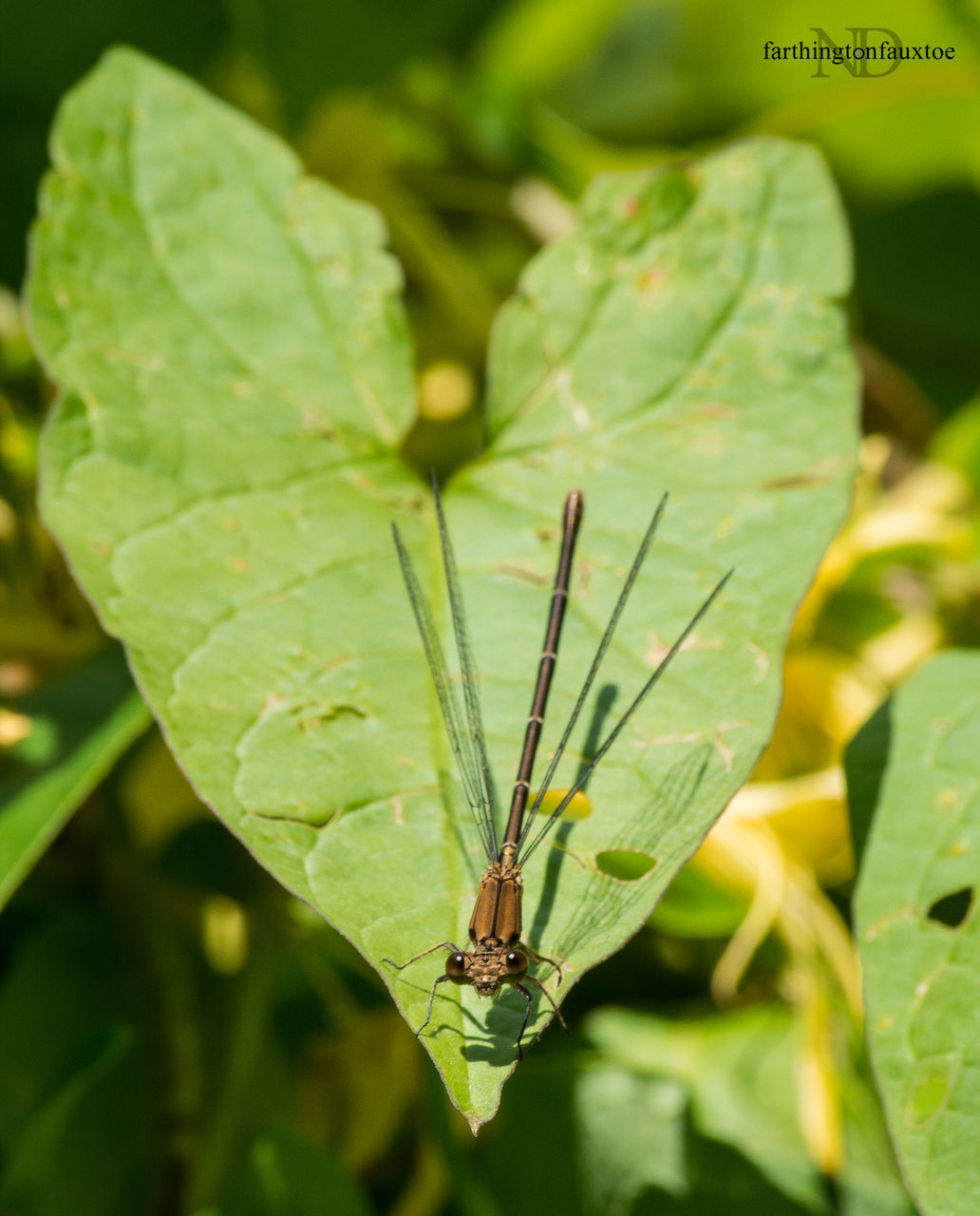 CLOSE-UP OF INSECT ON LEAF