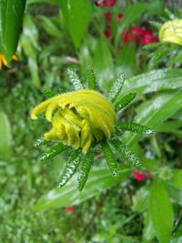 Close-up of insect on leaf