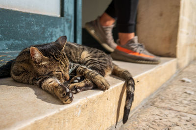 Close-up of cat sitting on floor