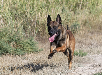 Dog running on field