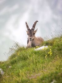 Portrait of deer on field