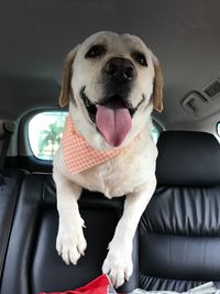 Dog sitting in car