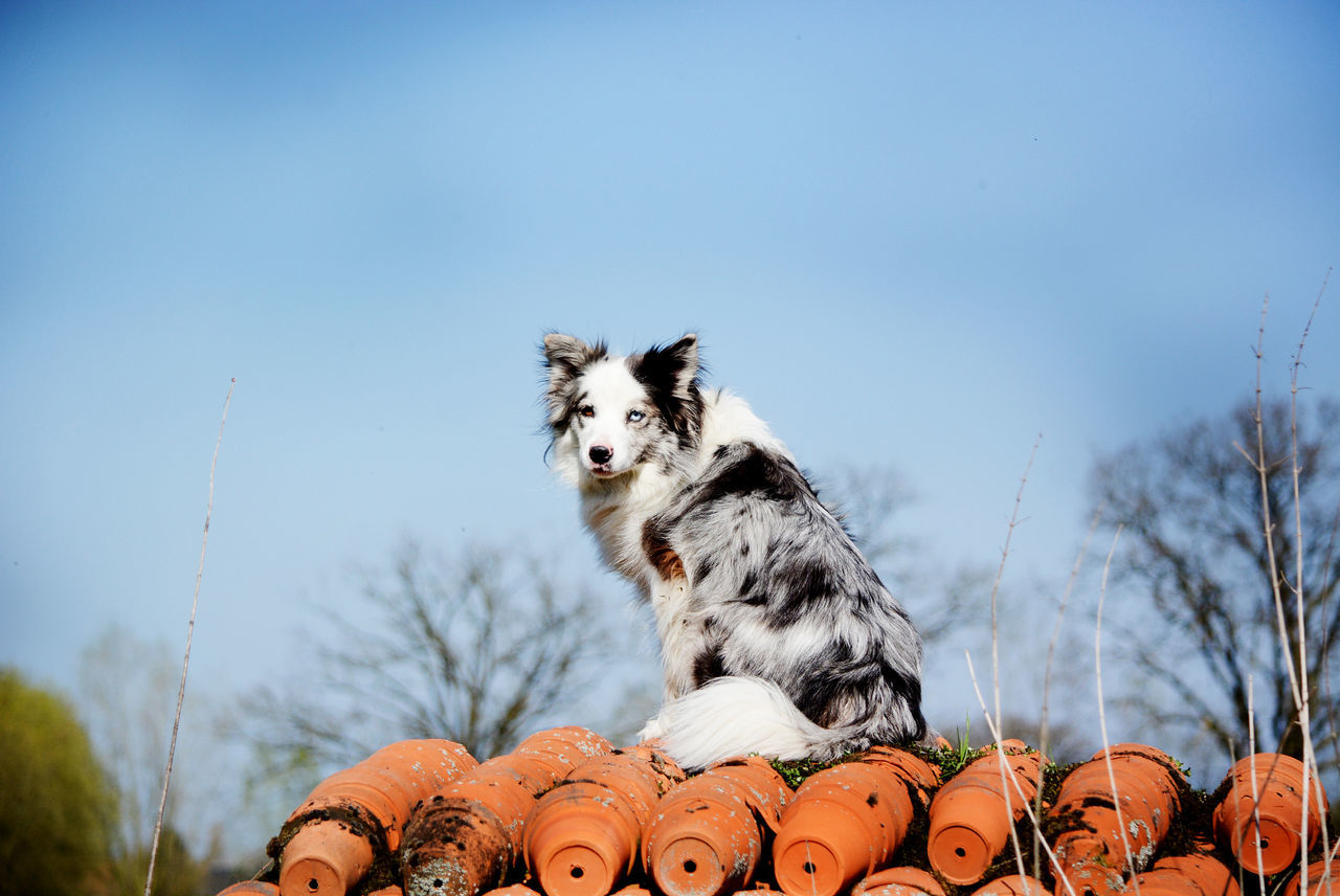 LOW ANGLE VIEW OF A DOG WITH CAT AGAINST SKY