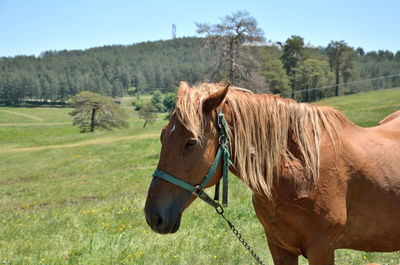 Mare on a meadow in a spring time