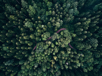 High angle view of plant growing on tree