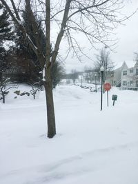 Bare trees on snow covered landscape