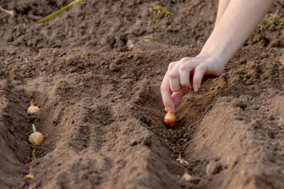 High angle view of hand holding ice cream
