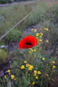 Close-up of red poppy flower blooming in field