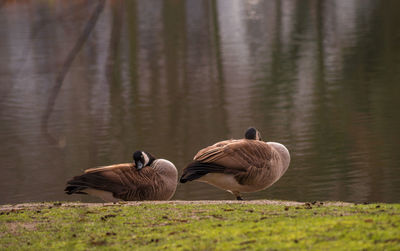 Canada geese resting on grass against lake