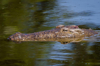 Nile crocodile in selous game reserve