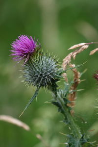 Close-up of purple thistle flower on field